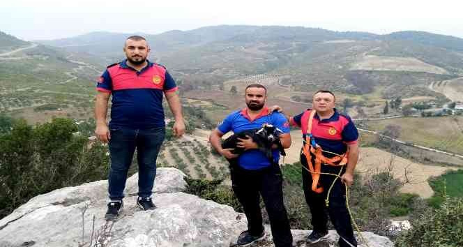 Kayalıklarda mahsur kalan keçi yavrusu kurtarıldı