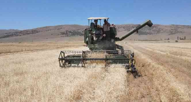 Kayseri’de ata yadigarı gacerin hasadı başladı