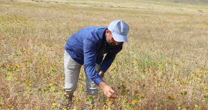 Ağrı Dağı eteklerinde ilk defa aspir bitkisi yetiştirildi
