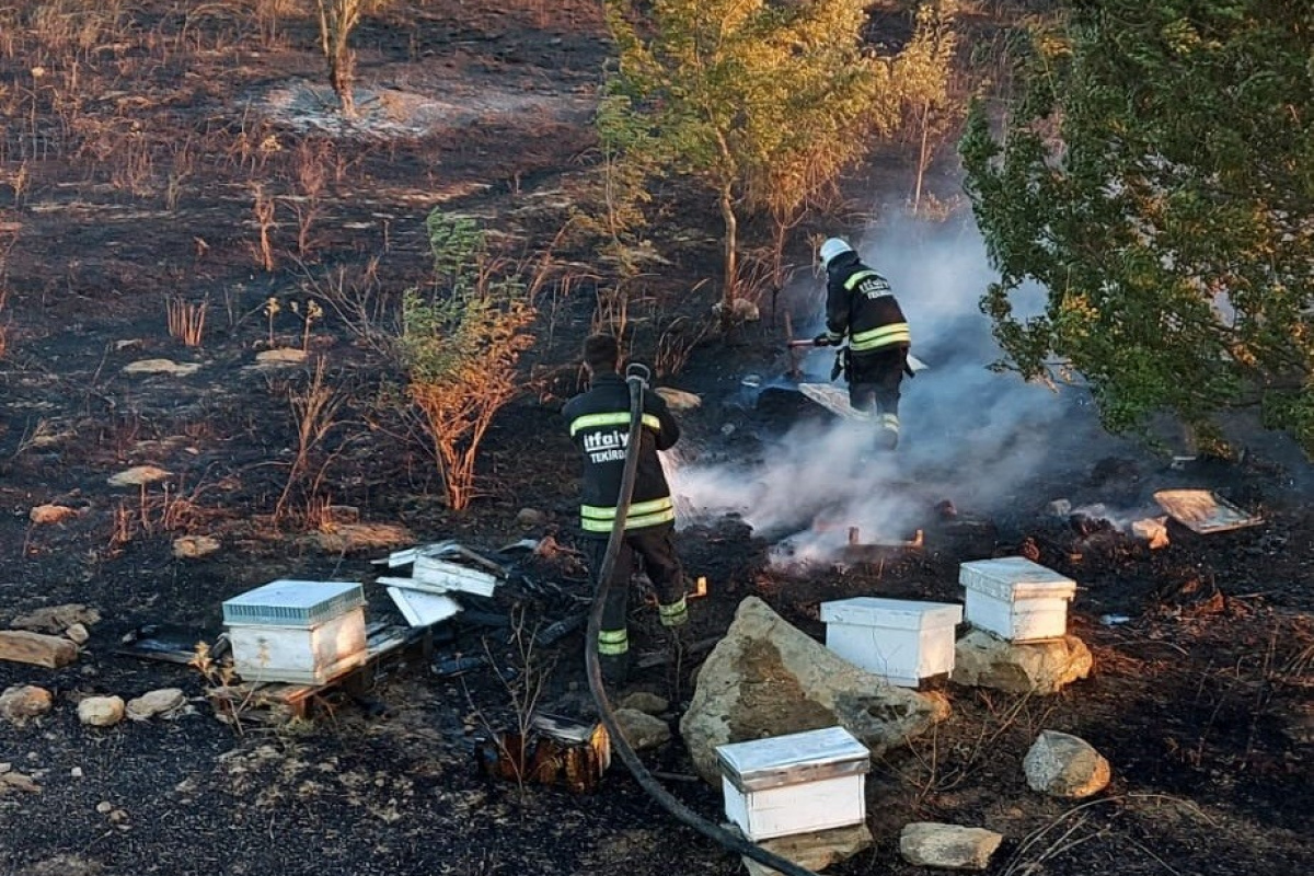 Tekirdağ&#039;da binlerce arı diri diri yandı: 15 yıllık emek kül oldu