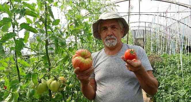 Bu domatesin tanesi 1 kilo geliyor, rengi ile dikkat çekiyor