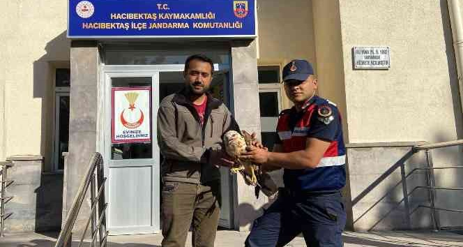 Yaralı kartal, tekrar doğaya bırakılacak
