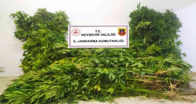 Nevşehir’de kenevir bitkisi yetiştiren şahıs göz altına alındı