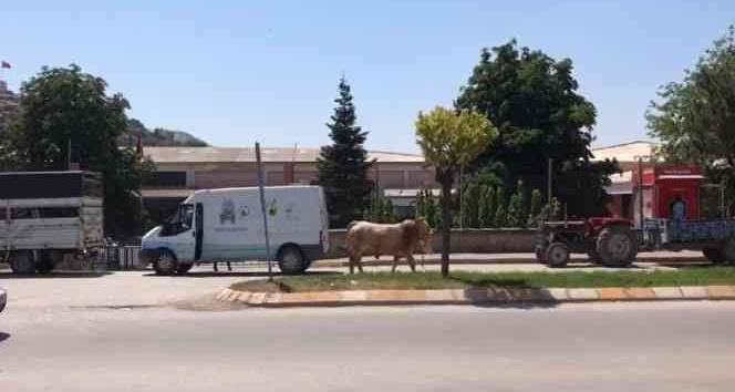 Kurban bayramını aratmayan görüntüler, boğa ortalığı bir birine kattı