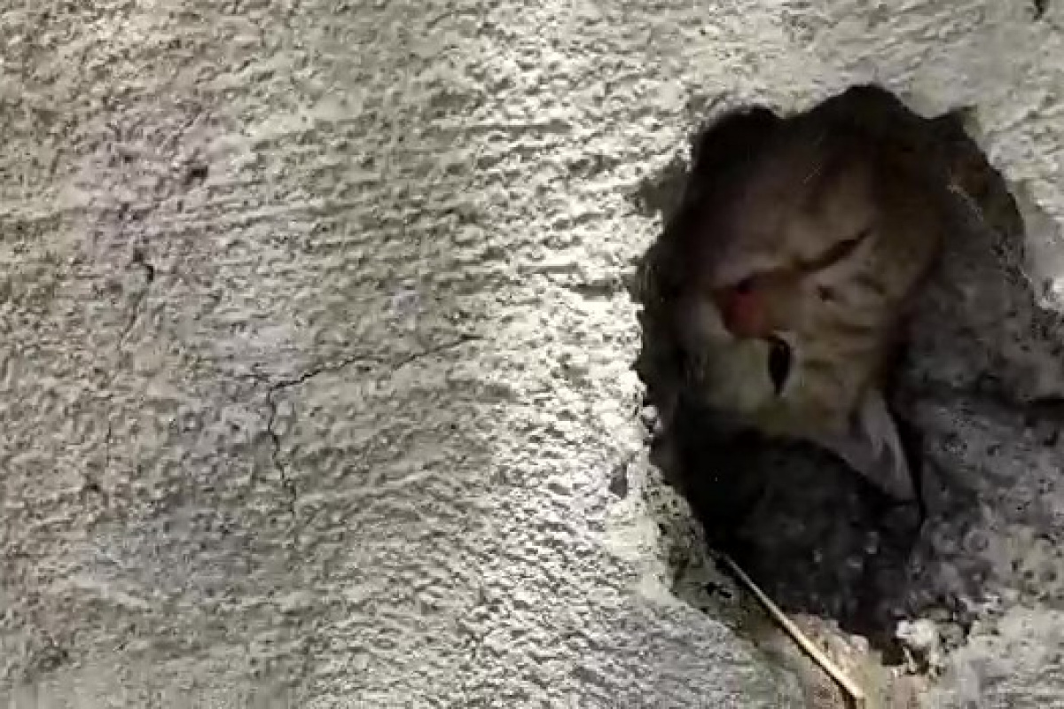 Duvardaki delikte sıkışan kedi kurtarıldı