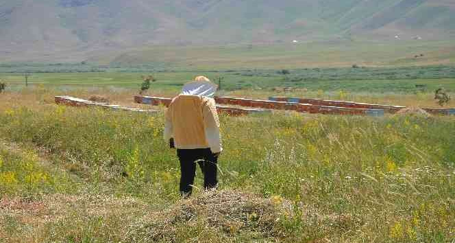 Şırnak’ta 700 ton baldan 150 milyon lira gelir hedefleniyor