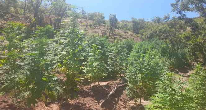 Bingöl’de 275 bin kök kenevir ve 152 kilogram kubar esrar ele geçirildi