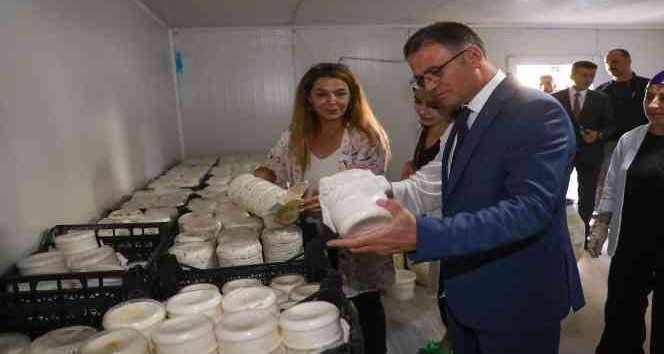 Vali Ozan Balcı, Van otlu peynirini mayaladı