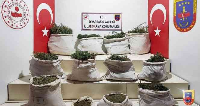 Diyarbakır’da &quot;Eren Abluka&quot; operasyonunda 3 milyon kök Hint keneviri ele geçirildi