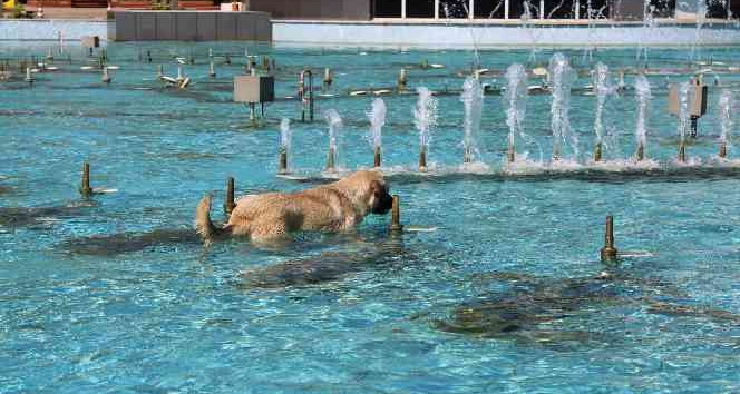 Aydın’da sıcaktan bunalan köpeğin havuz keyfi