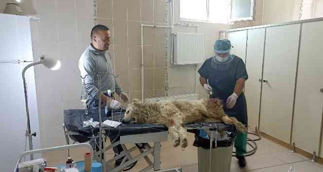 Bacağı kangren olan köpek tedavi altına alındı