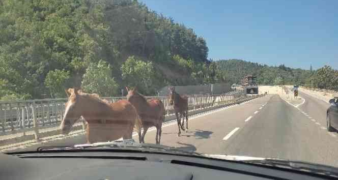 Bursa’da başıboş atlar trafiği birbirine kattı