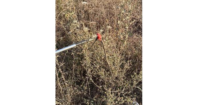 Yalova’da marketin rafından yılan çıktı