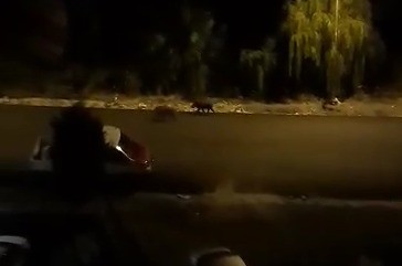 Ordu’da aç kalan domuzlar şehir merkezine indi