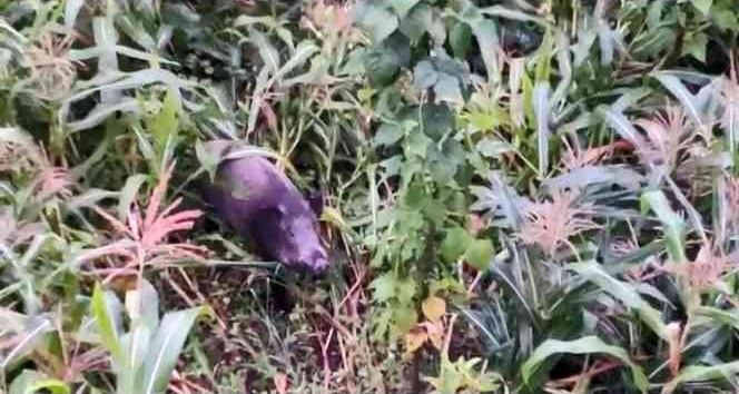 Giresun’da domuzlar mısır tarlasına dadandı