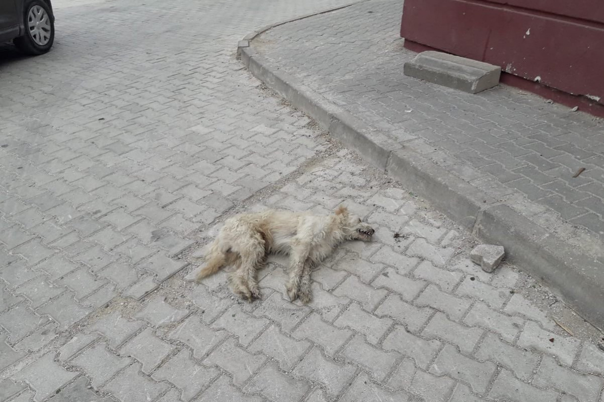 Hatay'da katliam : Bir ayda 17 kedi ve köpek zehirlenerek öldürüldü