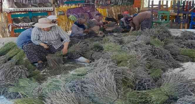 Kuyucak köyünde lavanta hasadı başladı