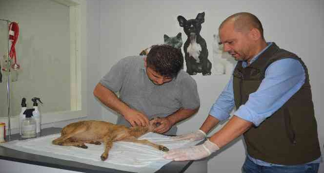 Yavru karaca hayata döndürüldü