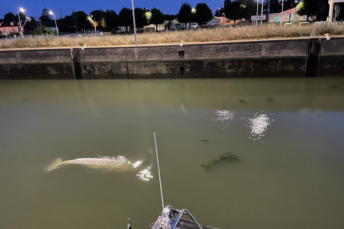 Fransa'da 4 gündür nehirde mahsur kalan beyaz balina kurtarıldı