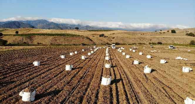Patates, çiftçinin yüzünü güldürdü