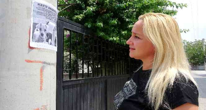 Evladım dediği Peynir’i bulup getireni ödüllendirecek