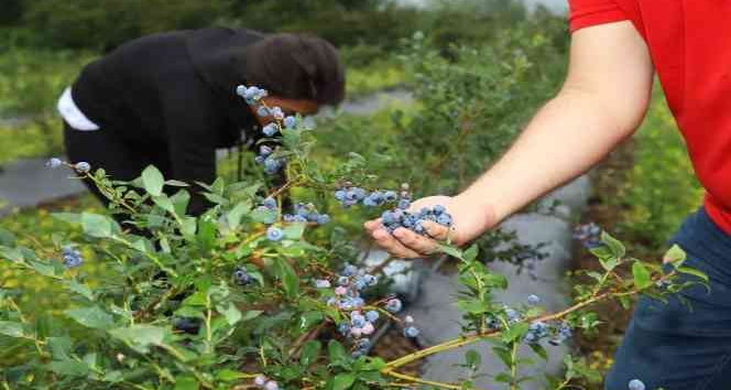 Ordu mavi yemişte iddialı
