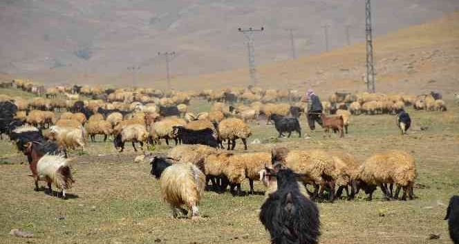 Şırnak’ta göçerler yayla yolunda