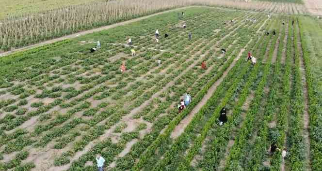 İstanbul’un göbeğinde tarladan sebze topluyorlar