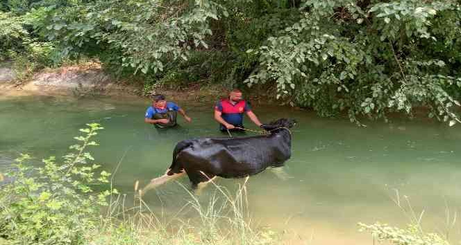 Sulama kanalına düşen ineğin yardımına itfaiye yetişti