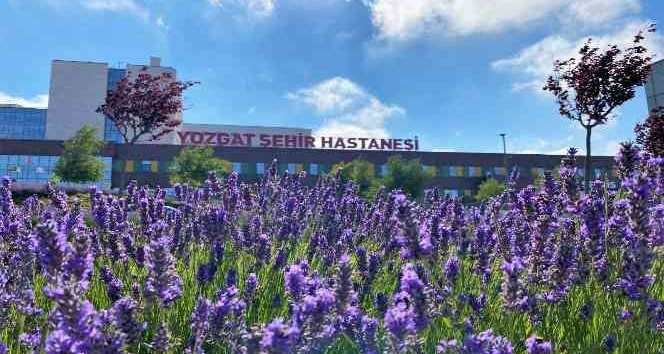 Lavanta kokulu hastane