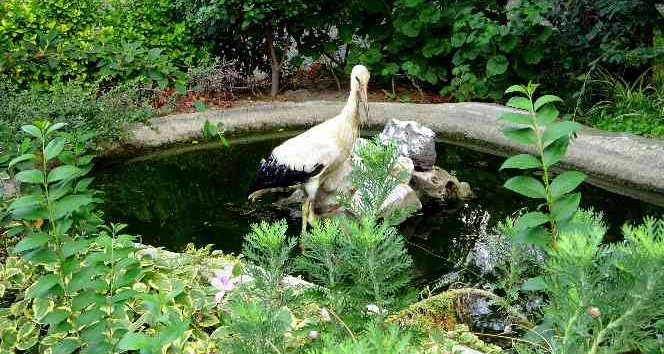 Yuvasından düşen yavru leylek korumaya alındı