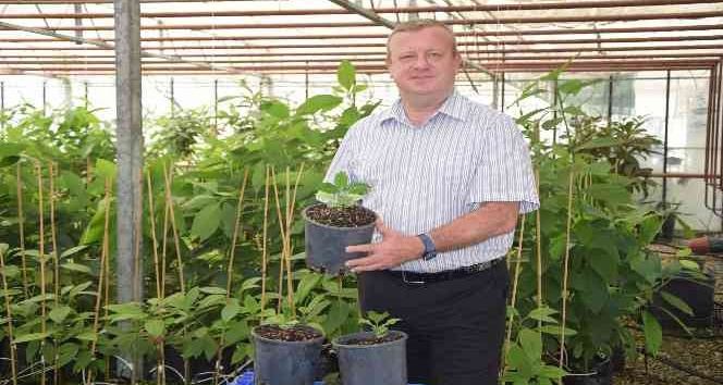 BATEM’in kahve tohumları fidana dönüştü
