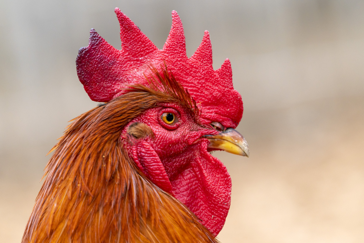 Almanya’da günde yaklaşık 200 kere öten horoz mahkemeye verildi