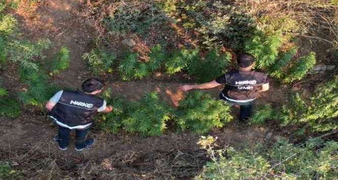Ödemiş’te bir araziye ekilen Hint keneviri dron ile tespit edildi