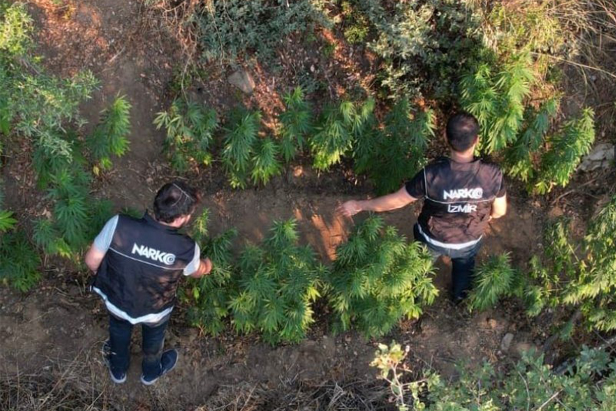 Ödemiş&#039;te bir araziye ekilen Hint keneviri dron ile tespit edildi