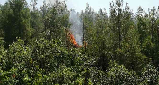 Tokat’ta orman yangını