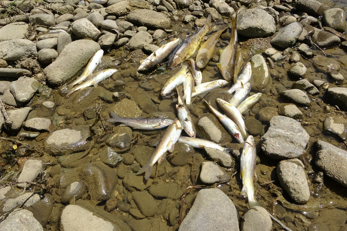 Yüksekova’da korkutan balık ölümleri