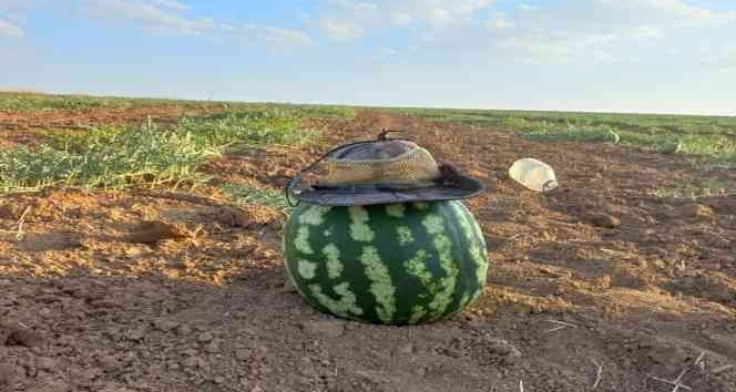 Hıdıroz karpuzu tezgahlardaki yerini aldı, yiyen bir daha alıyor