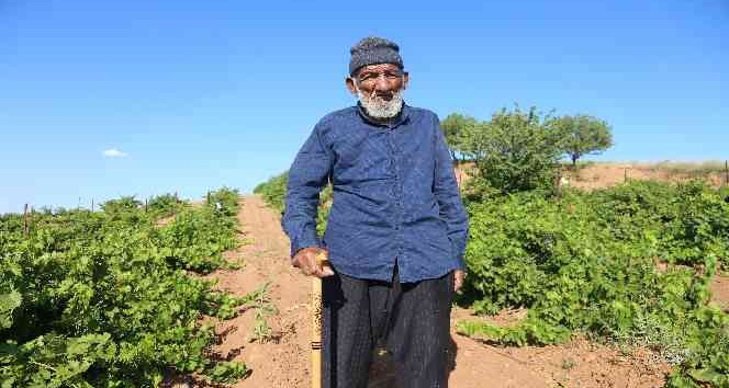 91 yıldır bitmeyen ağaç sevgisi: 40 binden fazla ağaç dikti