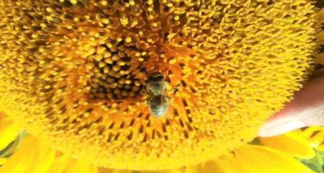 (ÖZEL) Özel yetiştirilen arılar görev başında