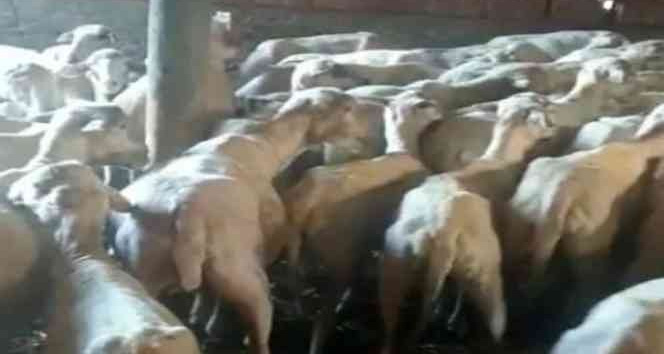 Kırklareli’ne kaçak getirilmiş 88 küçükbaş hayvan yakalandı