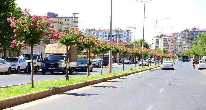 Diyarbakır’da caddelere 2 bin Oya ağacı dikildi