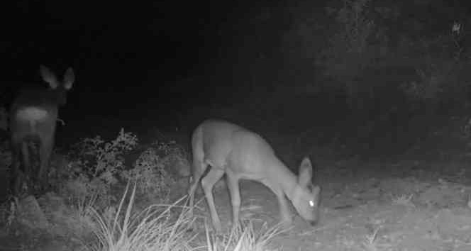 Yaban hayatı fotokapanlara yansıdı
