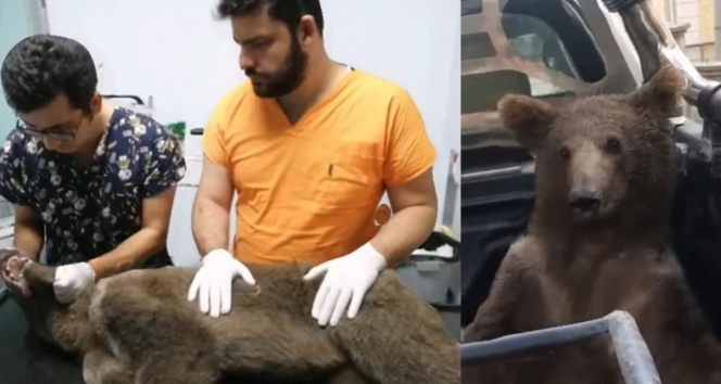 Bakanlıktan fazla acı bal yiyerek bayılan yavru ayının durumu hakkında açıklama