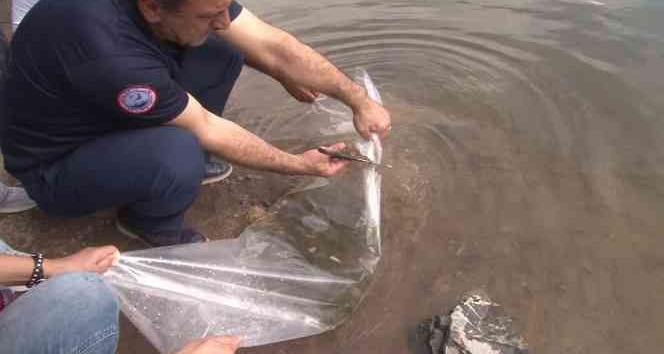 İstanbul İl Tarım ve Orman Müdürü Karaca: “2 milyon 24 bin adet sazan balığını iç sularımızla buluşturduk”
