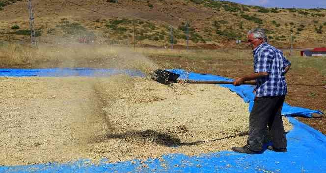 Bingöl’de bin dekar alanda nohut tarımı yapılıyor