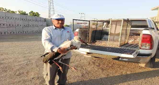 Iğdır’da yaralı halde bulunan leylek, tedavi altına alındı