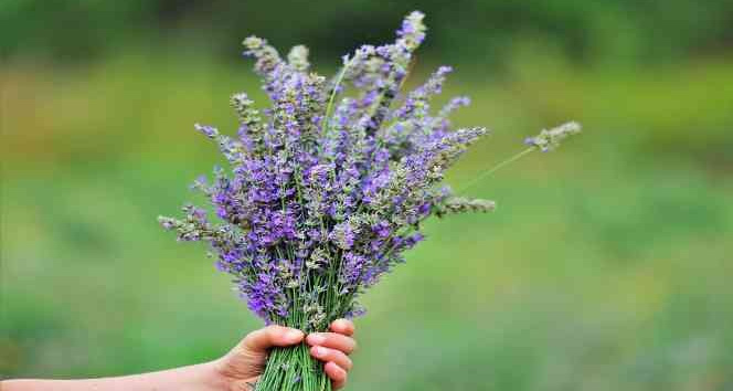 Çöplükten dönüştürülen tarlada ’lavanta’ hasadı