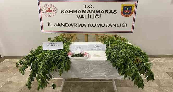 Evinde ve bahçesinde kenevir yetiştirirken yakalandı