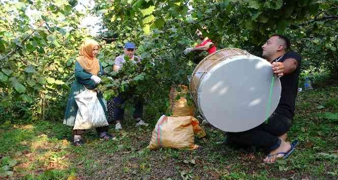 Düğün davuluyla ‘fındık’ hasadı